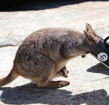 2025 winner — a wallaby with its head in the JG mug